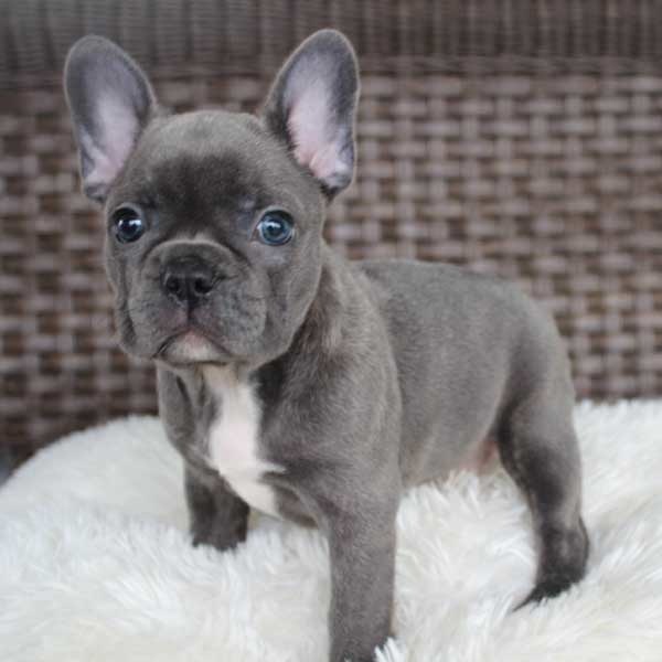 Stunning Blue Diamond French Bulldog puppy adopted in Bremen, Maine.